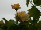 DSCN9177