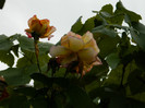 DSCN9198