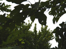 DSCN9204