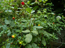 DSCN9212