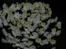 DSCN9257