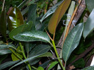DSCN9266