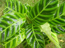 Calathea Zebrina (2012, October 13)