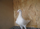 aici