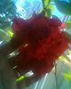 hibiscus rosu batut