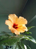 17 oct 2012-flori 001