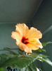 17 oct 2012-flori 003