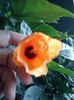 17 oct 2012-flori 004