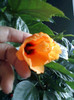 17 oct 2012-flori 006