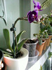 17 oct 2012-flori 009