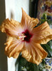 17 oct 2012-flori 011