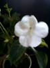 impatiens alb simplu