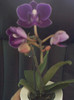 17 oct 2012-flori 022