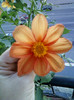 17 oct 2012-flori 029