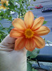 17 oct 2012-flori 039