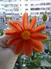 17 oct 2012-flori 036