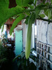17 oct 2012-flori 043
