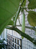 brugmansia galbena-norela :)