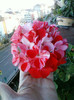 17 oct 2012-flori 045