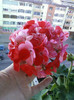17 oct 2012-flori 054