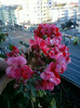 17 oct 2012-flori 047