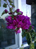 17 oct 2012-flori 048