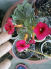 17 oct 2012-flori 055