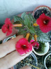17 oct 2012-flori 057