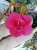 17 oct 2012-flori 067