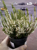 17 oct 2012-flori 059