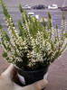 calluna vulgaris
