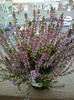17 oct 2012-flori 061