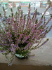 calluna vulgaris