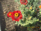 DSCN4437