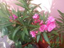 DSCN4442