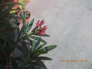 DSCN4444