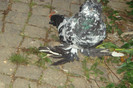 DSC00334