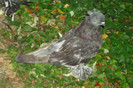 DSC00339