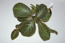 episcia Pinkiscia