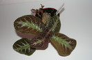 episcia Jim's Triple Star