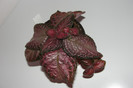 episcia Maylasian Ruby