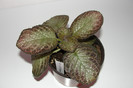episcia Jim's Banana Tree