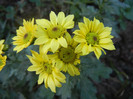 Chrysanth Picomini Yellow (2012, Oct.18)