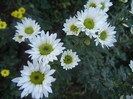 Chrysanth Picomini White (2012, Oct.18)