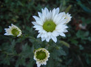 Chrysanth Picomini White (2012, Oct.18)