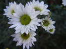 Chrysanth Picomini White (2012, Oct.18)