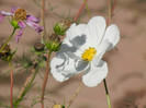 Cosmos bipinnatus (2012, Oct.18)