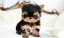 pufi 1
