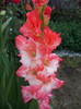 Pink Lady