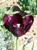 black tulip queen of the night